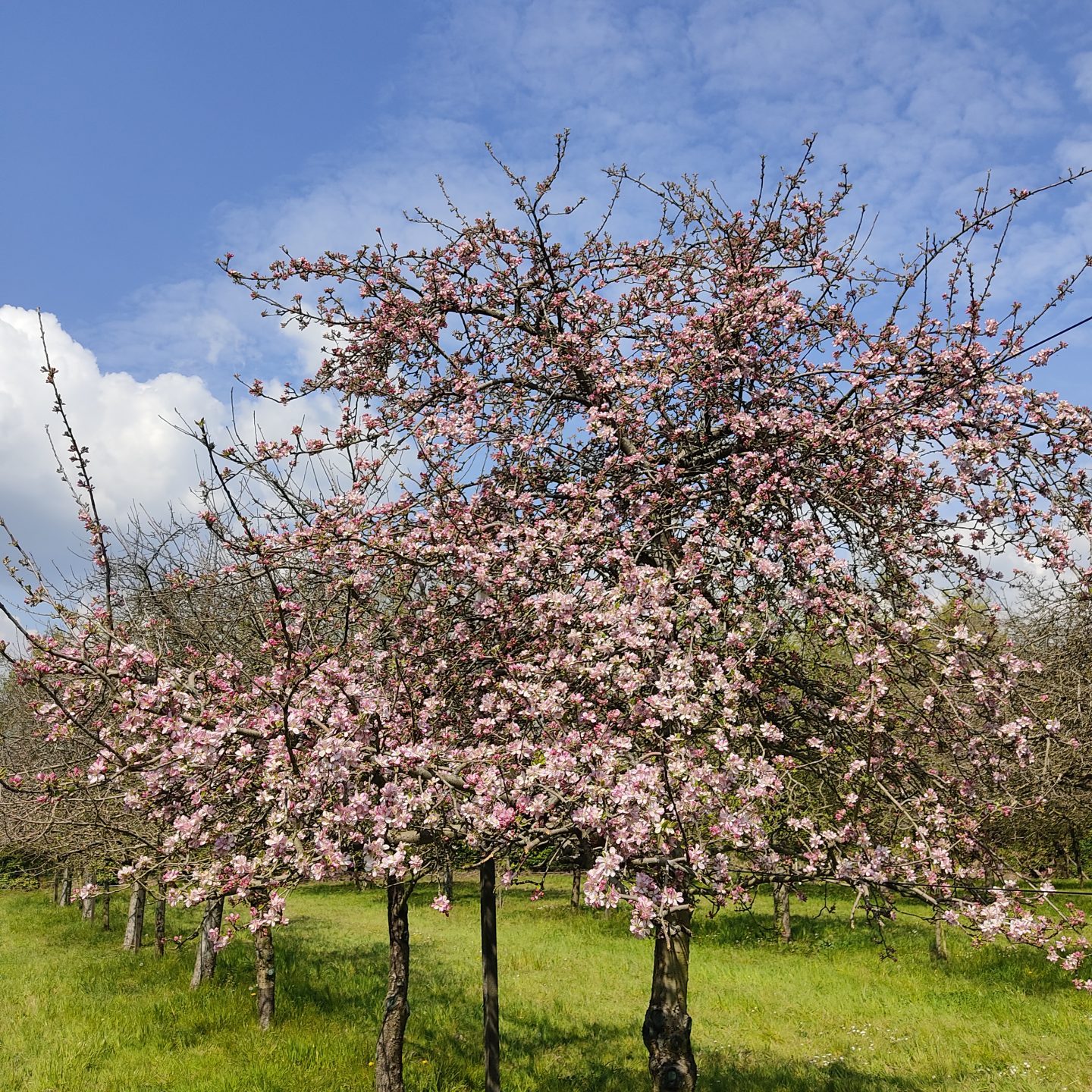 printemps perguet pommier rose perguet